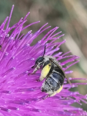 Anthophora bimaculata