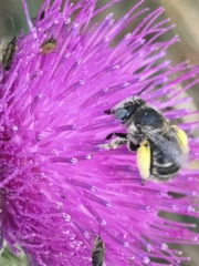Anthophora bimaculata