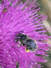Anthophora bimaculata