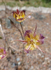 Calochortus rustvoldii
