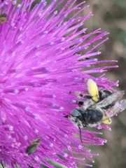 Anthophora bimaculata