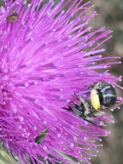 Anthophora bimaculata
