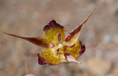 Calochortus rustvoldii