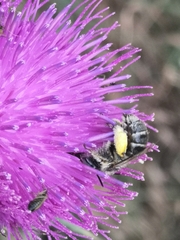 Anthophora bimaculata