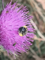 Anthophora bimaculata