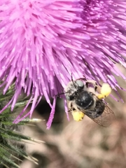 Anthophora bimaculata