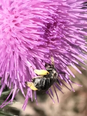 Anthophora bimaculata