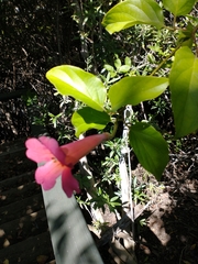 Amphilophium buccinatorium