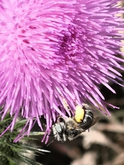 Anthophora bimaculata