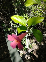 Amphilophium buccinatorium