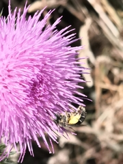 Anthophora bimaculata