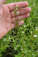 Galium rivale