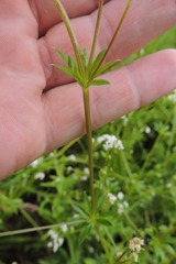 Galium rivale