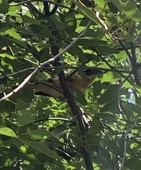 Pheucticus melanocephalus