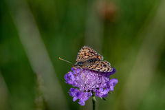Melitaea cinxia