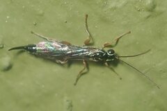 Clistopyga incitator