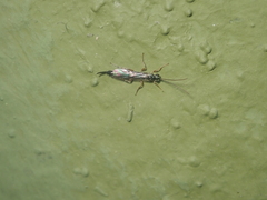 Clistopyga incitator