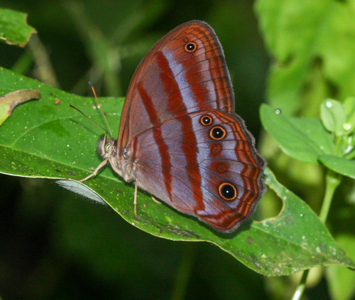 Magneuptychia tiessa
