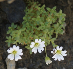 Cerastium uniflorum