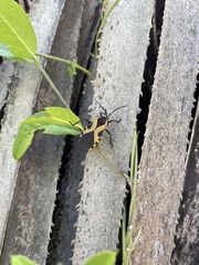 Sephina vinula
