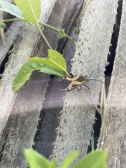 Sephina vinula