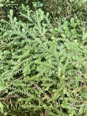 Selaginella apoda