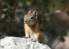 Callospermophilus lateralis certus