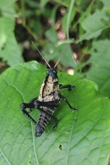 Cibotopteryx