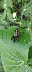 Cibotopteryx