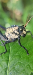Cibotopteryx