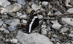 Limenitis weidemeyerii nevadae