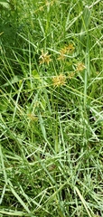 Cyperus