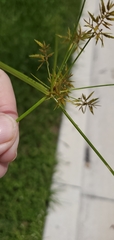 Cyperus