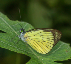 Leptophobia caesia