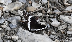 Limenitis weidemeyerii nevadae