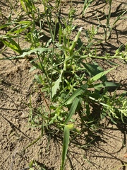 Cycloloma atriplicifolium