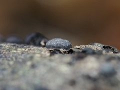Xylaria alboaerolata