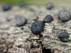 Xylaria alboaerolata