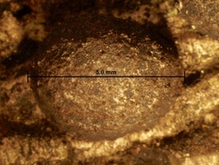 Xylaria alboaerolata