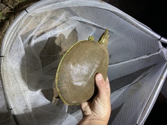 Apalone spinifera aspera