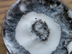 Xylaria alboaerolata