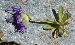 Phyteuma globulariifolium