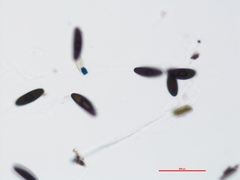 Xylaria alboaerolata