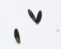 Xylaria alboaerolata