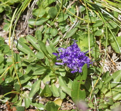Phyteuma globulariifolium