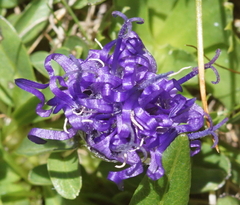 Phyteuma globulariifolium