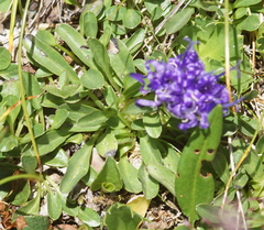 Phyteuma globulariifolium