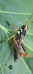 Cibotopteryx