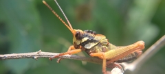 Cibotopteryx