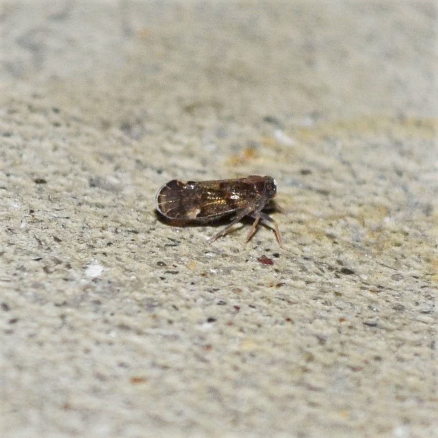 Monorachis